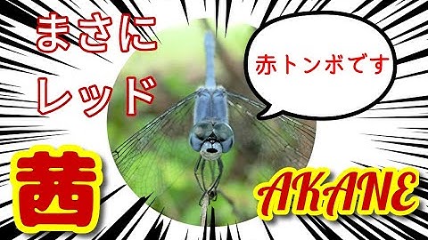 青いとんぼ Youtube