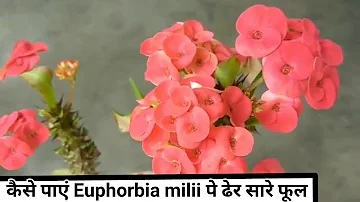Are crown of thorn plants toxic to dogs?