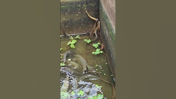 bé trai 4 tuổi bị rắn lục đuôi đỏ cắn #snake #trending