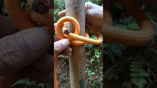 one of the tricks to knot the bowline#knot #rope #a #diy #camping #outdoor #tutorial