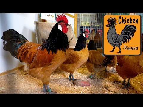 Vorwerk Chicken 🐓 Breed & Story of their origin