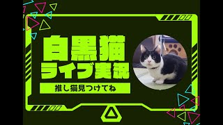 新玉旅館 窓辺のニャルソック のライブ映像