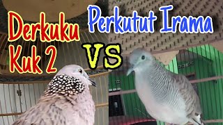 Perkutut Lokal Irama VS Derkuku Kuk 2 Nglagu. Pancingan Ampuh‼️