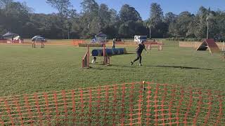Zinnia WAAG 29/7/23 Elementary agility E (next dog entered field)
