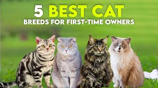 Top 5 Best Cat Breeds for First-Time Owners