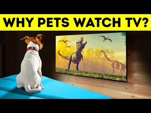 Video: Do Pets Watch TV