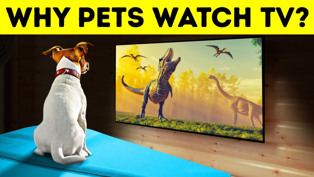 Do Dogs and Cats Really Watch TV thumbnail