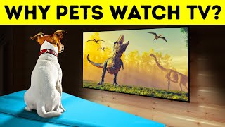 Do Dogs and Cats Really Watch TV