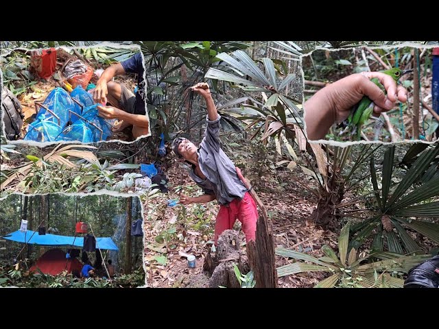 5 HARI DALAM HUTAN MIKAT BURUNG CUCAK IJO DAPAT ANAKAN PROSPEK SUPER BABON class=