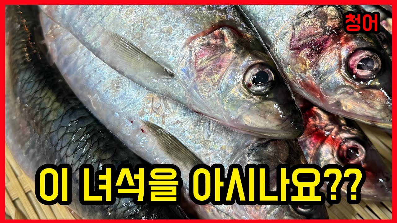 안보면 손해 이거만 보면 할 수 있는 청어 손질 오로시,스시,이소베마끼 How to SASHIMI #ニシン #herring #seafood