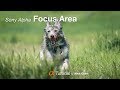 Choosing the Best Focus Area on your Sony Alpha Camera