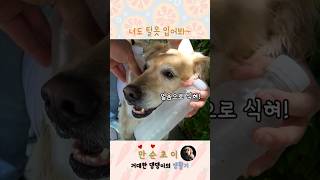 털복숭이에게 여름이란