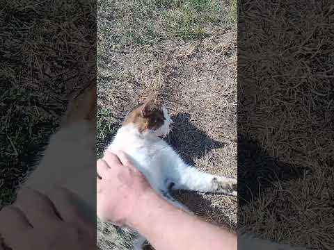 Шурик на прогулке домашние животные #животные #шурик #кот #шортс #видео