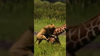 Rare footage of a single lion killing an adult giraffe | Kenya