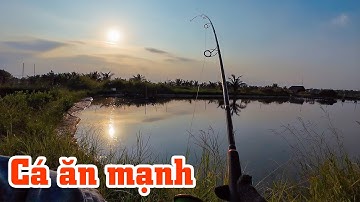 Lập đông cá ăn rất mạnh | THÚ VUI MIỀN TÂY. 67