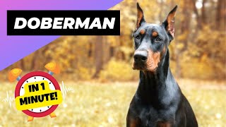 Doberman  In 1 Minute!  One Of The Most Intelligent Dog Breeds In The World | 1 Minute Animals