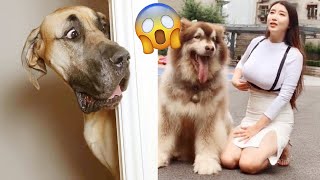 Funny Dogs And Cats Videos 2024 😅 - Best Funniest Animal Videos Of The Week P2