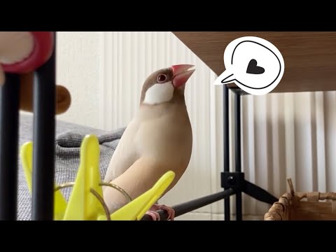新しい遊び場を見つけてご機嫌で歌う文鳥こむぎ　癒し動物　面白い動物　Java sparrow