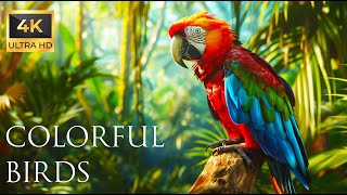 4K Красочный попугай — красивые звуки птиц в лесу | Птичьи мелодии