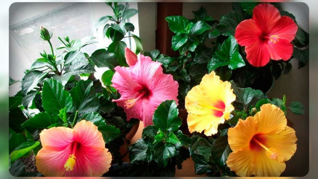 Гибискус - китайская роза - растение для дома и сада - рекомендации по ...