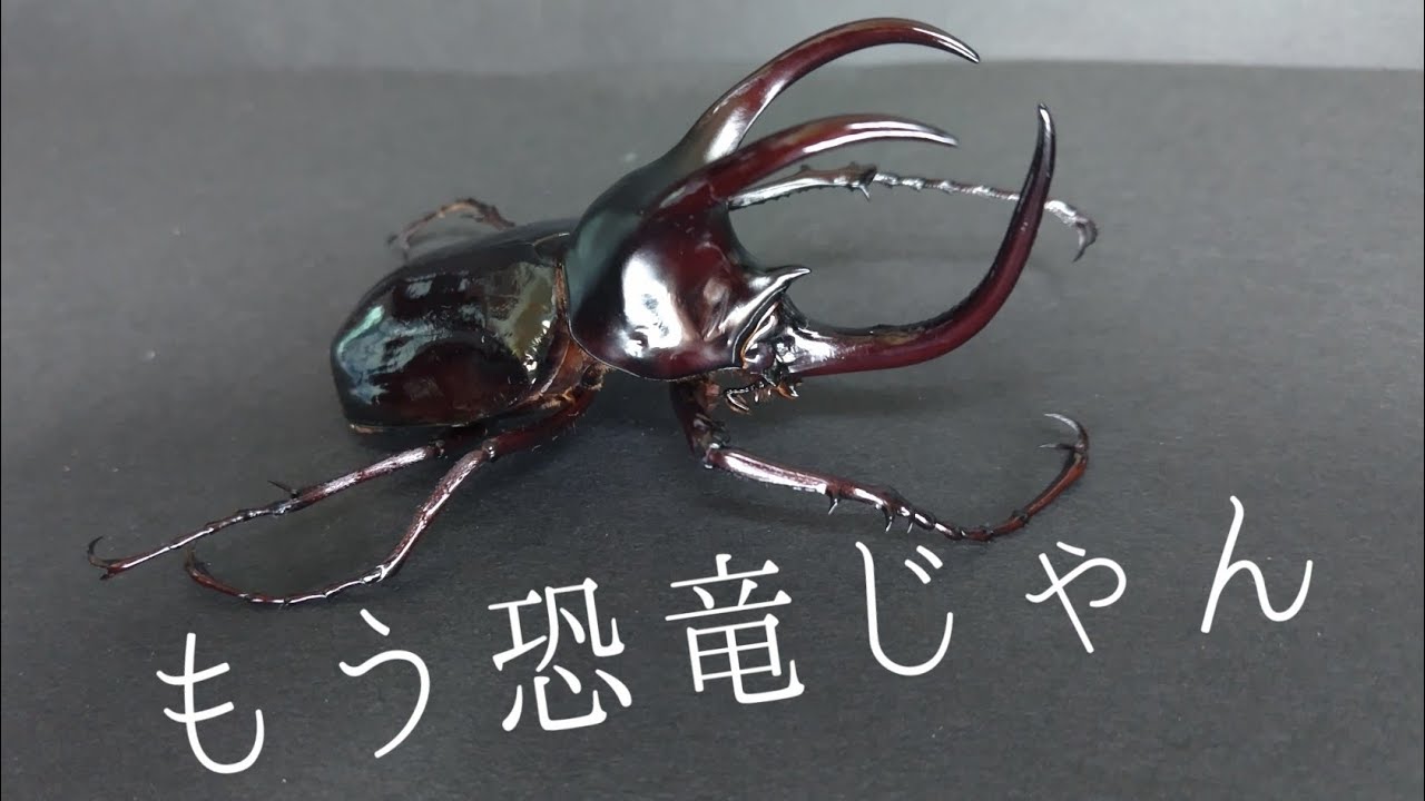 メキシコ産　バルバロッサトゲムネカミリ　67mm Beetle Review] Moellenkampi Beetle Edition #Chalcosomamoellenkampi