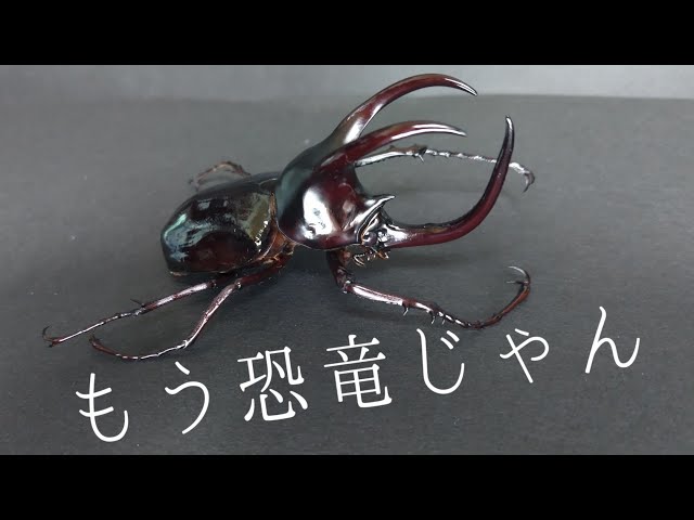 Beetle Review] Moellenkampi Beetle Edition #Chalcosomamoellenkampi