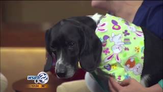 Pet of the Week: Freckles