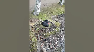 Лебедь сидит  на яйцах