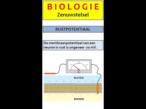 Video: Hoe beïnvloedt kalium de rustmembraanpotentiaal?