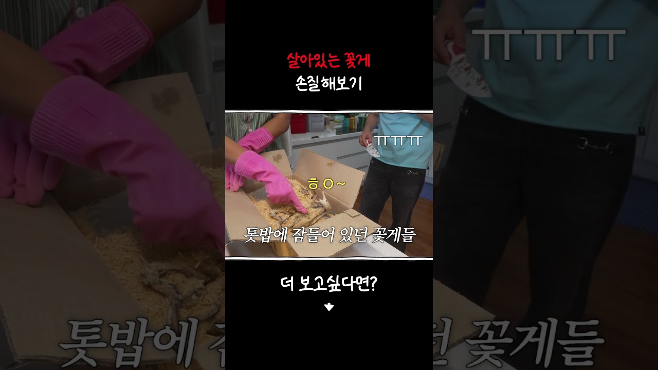 내가 손질할건 생각 못하고 산 활꽃게