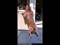 Athletic AMERICAN PIT BULL TERRIER Dogs  UKC の動画、YouTube動画。