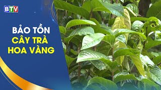 Btv - Bảo Tồn Cây Trà Hoa Vàng