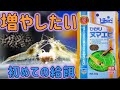 【餌】ミナミヌマエビを増やすために、初めて専用のエサを与えてみた。キョーリン ひかりヌマエビ【ふぶきテトラ】