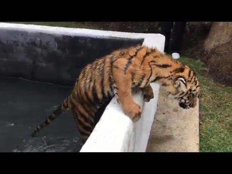 Vídeo: Quin és El Personatge De Bessons Nascut L'any Del Tigre