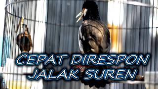JALAK SUREN CEPAT MERESPON DENGAR PANCINGAN INI