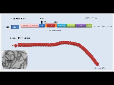 Video: Katalaza qanday ferment hisoblanadi?