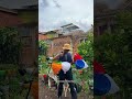 make a vertical garden with used gallons #farming #gardeningideas #gardeningtips #vertikalgarden