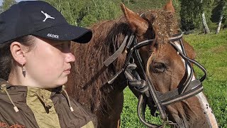 картинка: Конный тур 6 дней на Алтае.2025