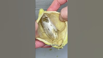 How To Grow Mango From Seed🥭