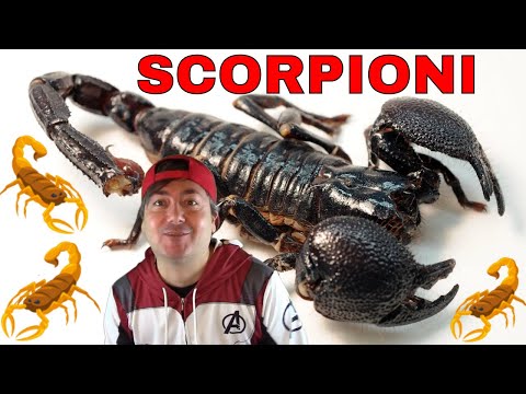 Video: Lo scorpione più velenoso del mondo: i rappresentanti e le loro caratteristiche