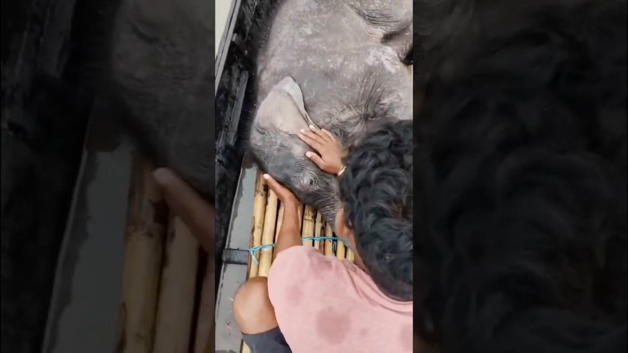 Watch moment baby elephant is rescued from floodwaters