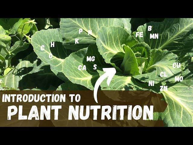 Introduction To Plant Nutrition | Basics | - YouTube