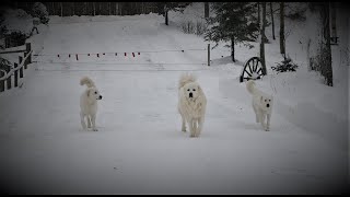 Talking about the Great Pyrenees