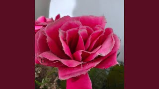 Flower morning