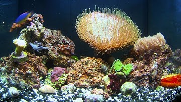 Timelapse of Biocube nano reef