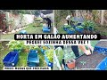AUMENTANDO A HORTA EM GALÕES| AS MUDAS CRESCERAM BASTANTE