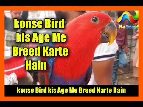 video phone beyonce mp3 parrots and birds breeding age information || konse Bird kis Age Me Breed Karte Hain URDU/HINDI