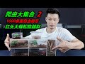 买来1000条面包虫，给爬宠集体喂食，谁料红头大蜈蚣突然逃跑