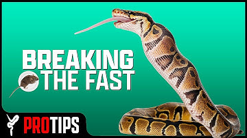 My #1 Tip for Getting Ball Pythons to Eat!