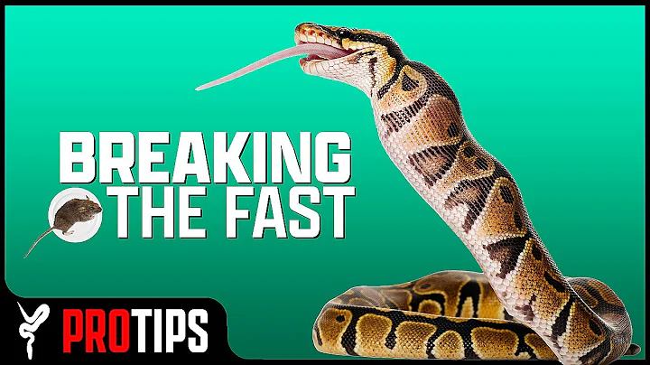 My #1 Tip for Getting Ball Pythons to Eat!